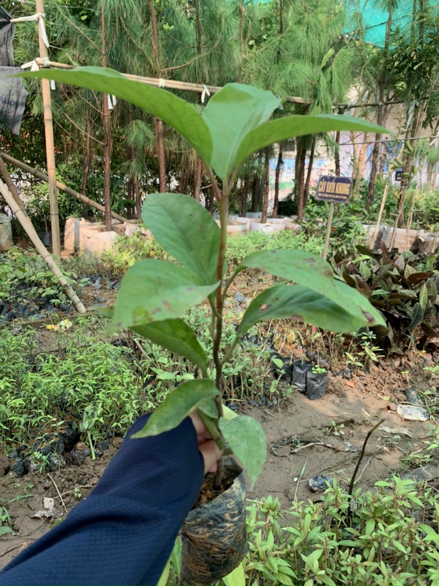 Cây giống na rừng đỏ