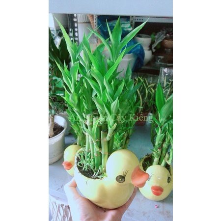 Chậu cây trúc phát tài