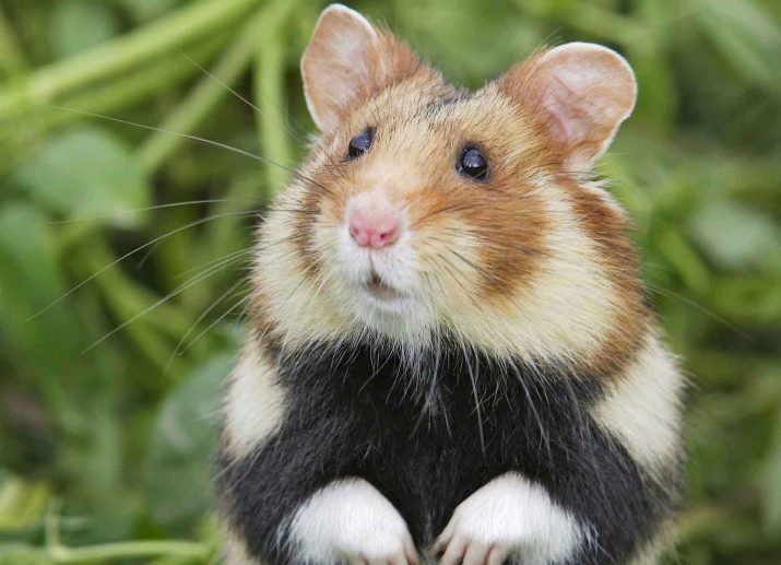 Cát tắm thủy tinh hamster