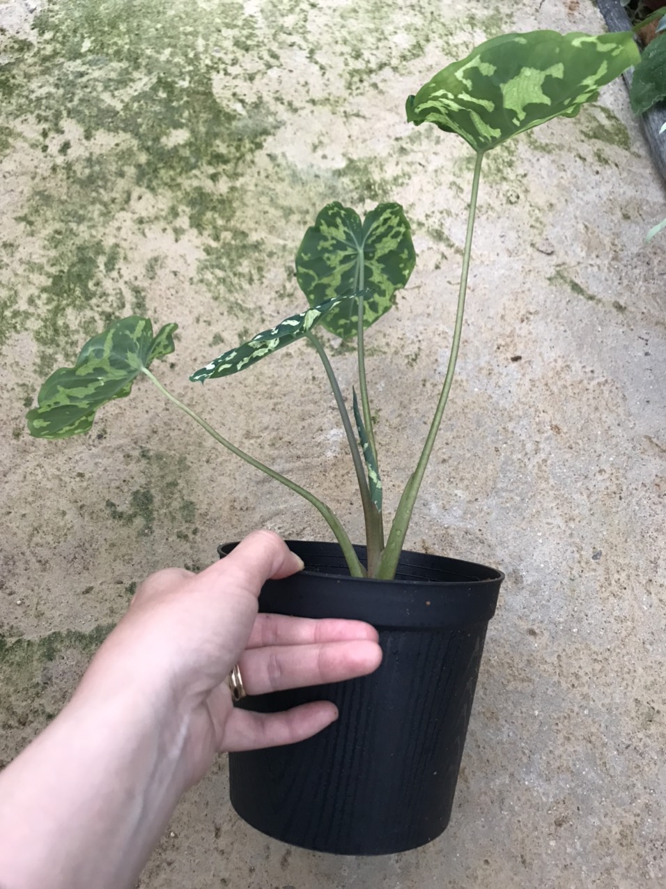 Cây môn lính- Alocasia Hilo beauty.