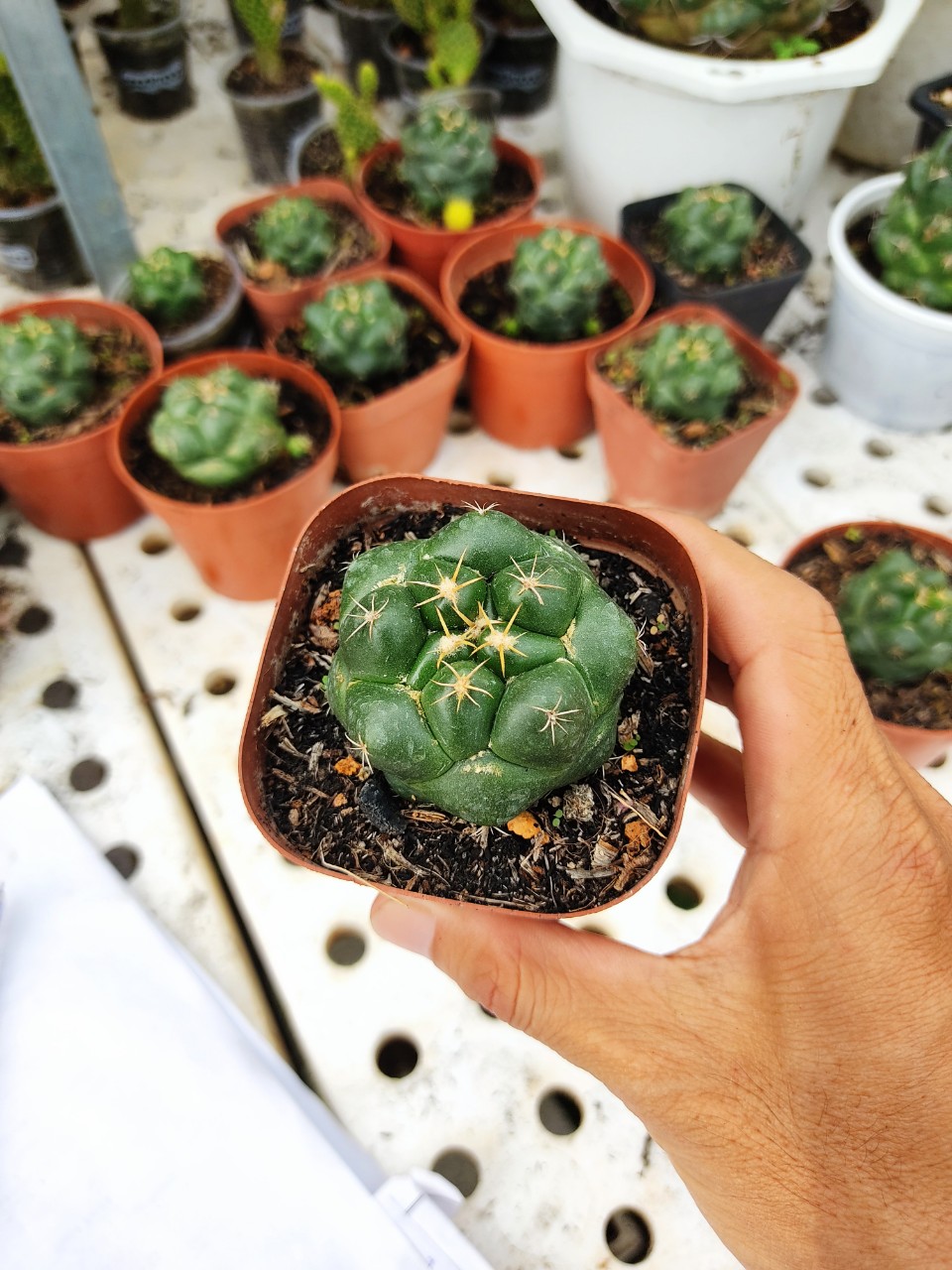 Xương rồng CORY (nhiều size)