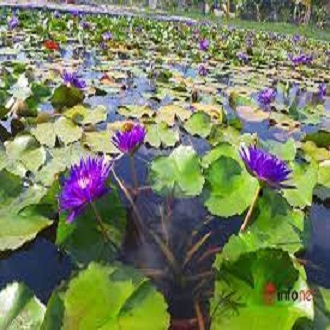 Củ hoa súng Thái nhiều màu