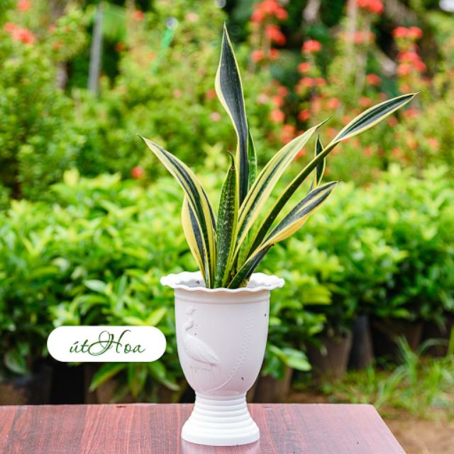 Chậu Ly Cò Có Đế Cao