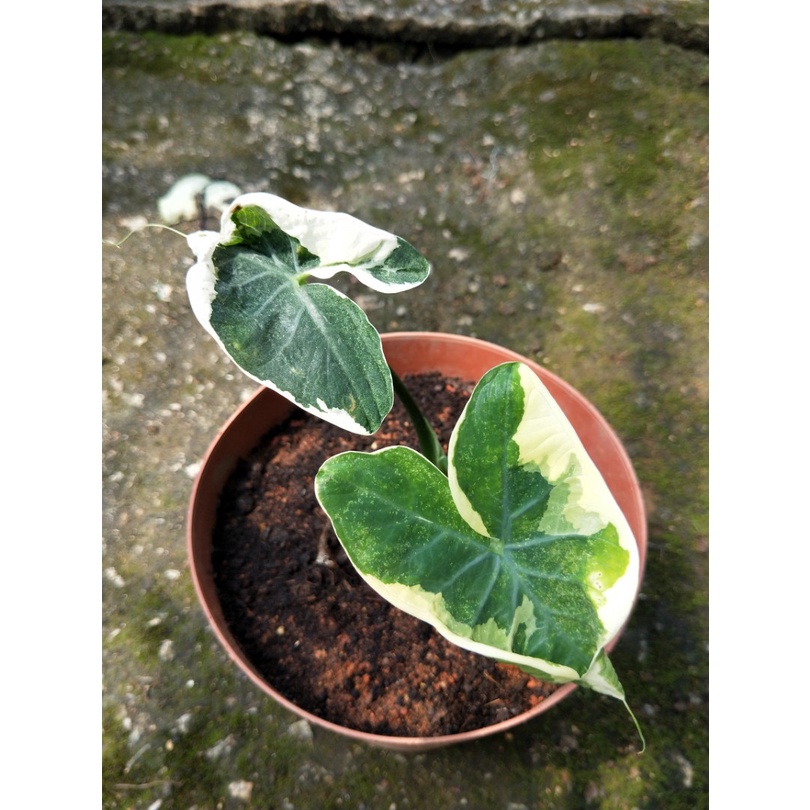 [Kiểng lá] - Chậu cây Alocasia Mickey Mouse