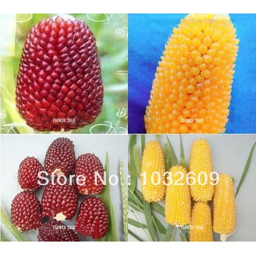 Hạt giống Bắp Ngô mini siêu ngon