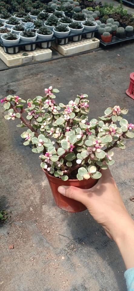 Châu cây sen đá Dolla hồng cẩm thạch bụi lớn