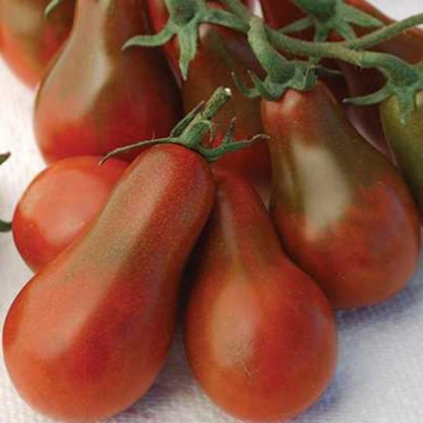 [Mới] - Hạt giống cà chua bi hồ lô sôcôla  giá rẻ