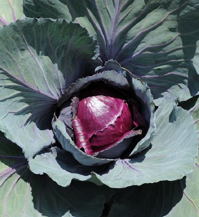 Combo 2 Packs of Cabbage Seeds (1 Pack of Heart-Colored Seeds - 1 Pack of Green Seeds) - Vtnt1
