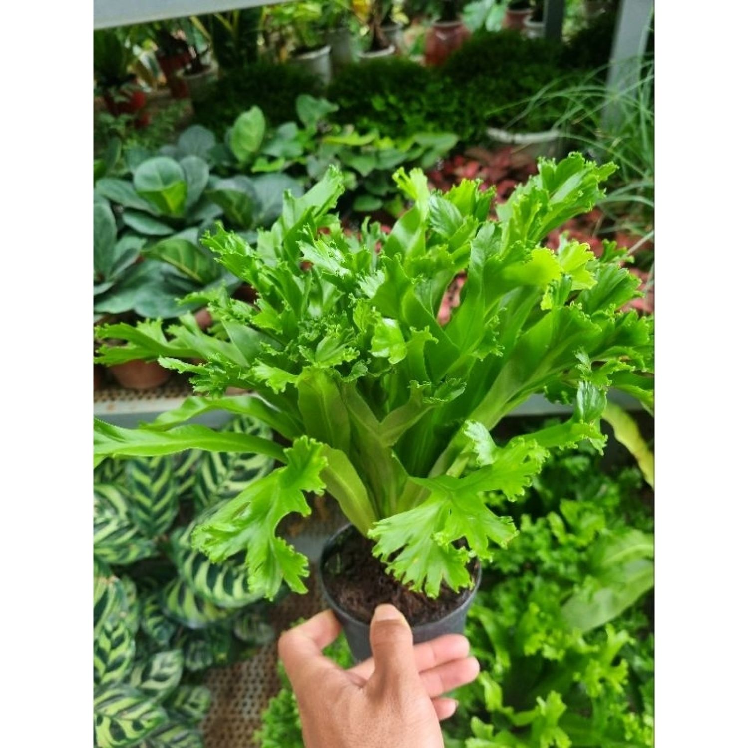 Cây dương xỉ đuôi phụng
