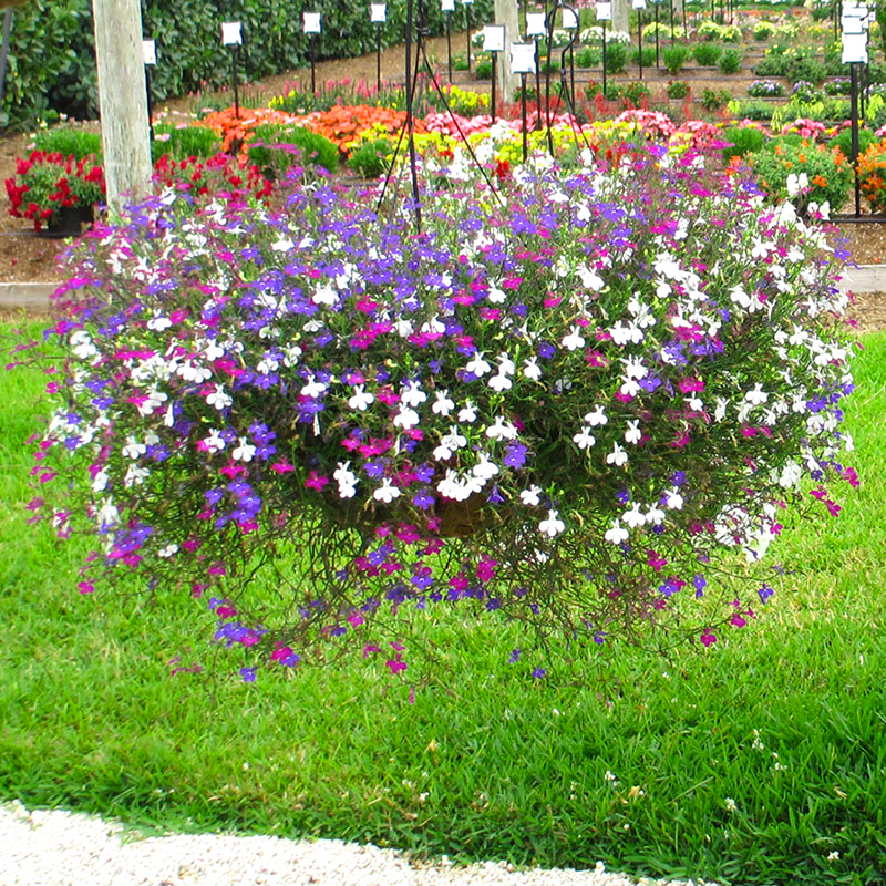 Hạt Giống Hoa Cúc Lobelia (Hoa Thúy Điệp) Mix (100 Hạt)