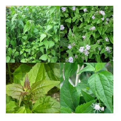 500gr Cây cỏ hôi tươi (hay cây Cỏ Lào, Yến Bạch, Cỏ Việt Minh, Cây Cộng sản, Cây lốp bốp, Cây ba bớp) 366LZ