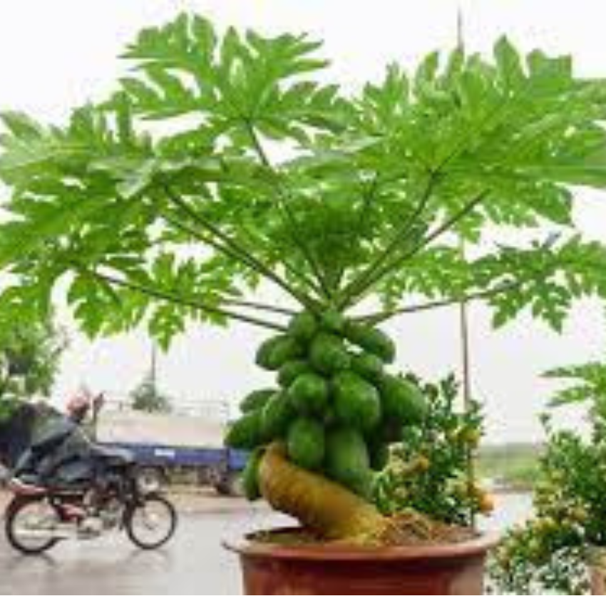 50 HẠT GIỐNG ĐU ĐỦ LÙN SIÊU NGỌT THÁI LAN