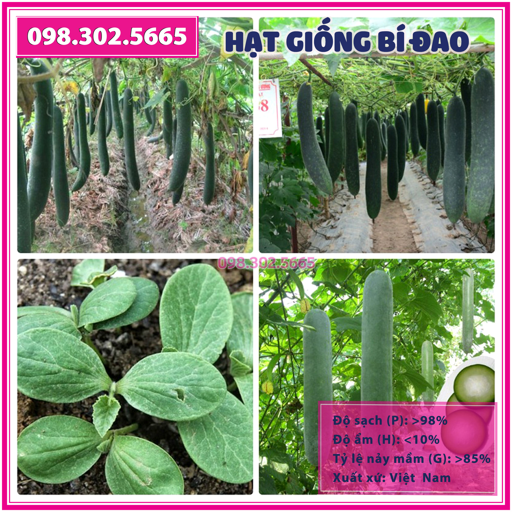 Set 20 hạt giống bí đao xanh, bí sặt f1