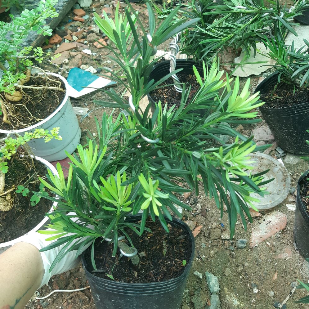 tùng la hán bonsai mini