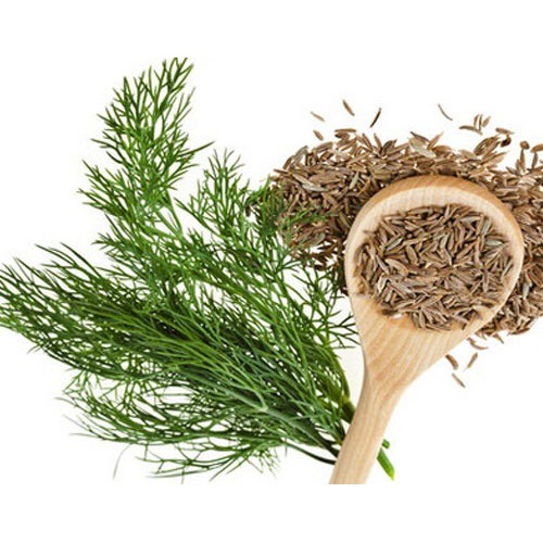 Gói 5 gram hạt giông rau thì là - rau gia vị