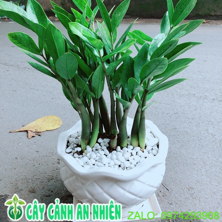 Chậu cây kim tiền