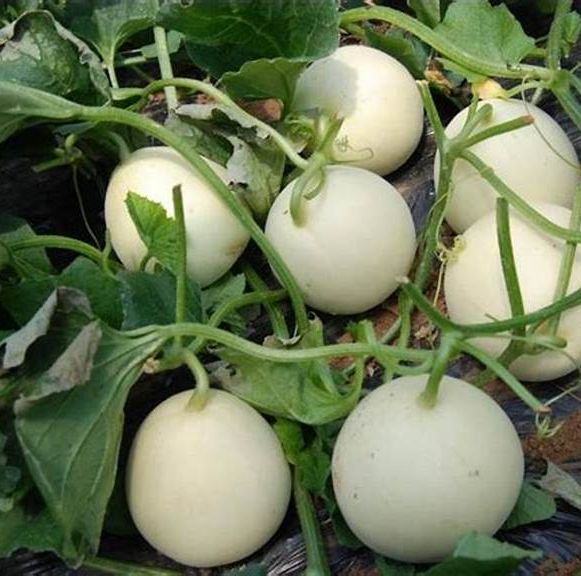 Hạt Giống Dưa Lê Bạch Tuyêt Quả Mọng (Gói 10 Hạt) - Dễ Trồng, Siêu Mọng