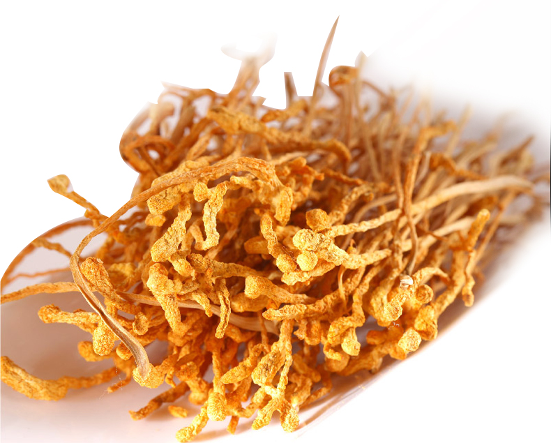 Đông Trùng Hạ Thảo 1kg - Hương Thảo Mộc