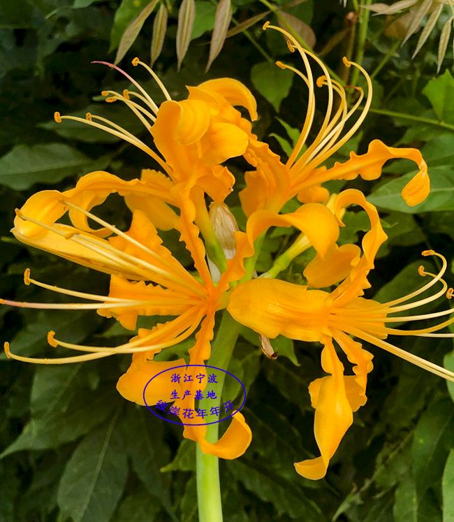 Củ giống hoa bỉ ngạn hoa màu cam - ( 1 củ )[Seeds]