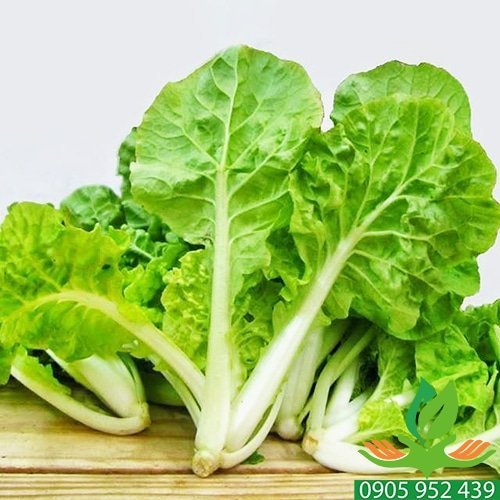 Hạt Giống Cải Bẹ Dún  Sen Vàng Gói 10Gram