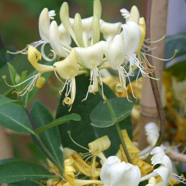 Honeysuckle seeds - Sale Off