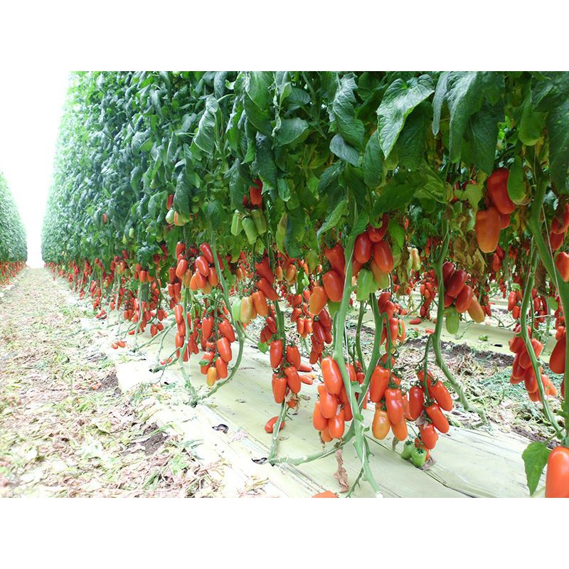 [ Siêu Hạt Giống ] (NK Mỹ) Hạt giống cà chua chuối đỏ F1 - 10 hạt