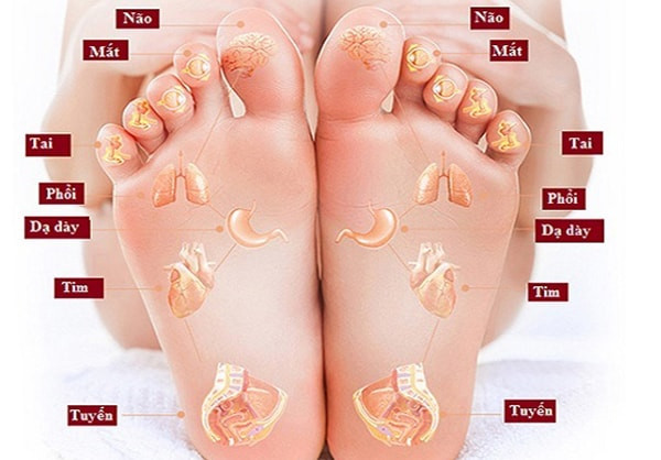 Máy Massage Chân Gấp Gọn Lesen Thư Giãn Tại Nhà, Giảm Đau Mỏi, Cải Thiện Giấc Ngủ, Lưu Thông Khí HuyếT Đa Năng MSG 10 Công Nghệ Nhật - Máy Massage Bấm Huyệt Chân Xua Tan Đau Nhức
