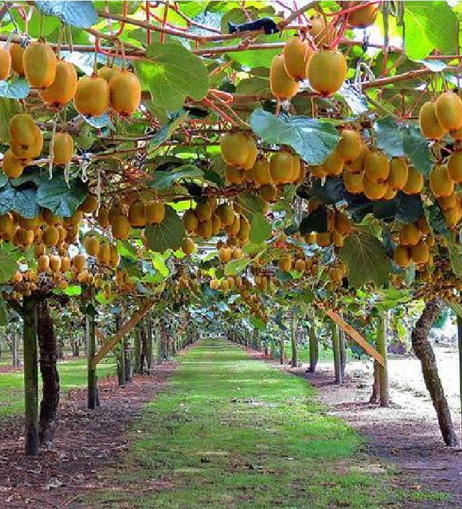 "Gói 30 Hạt " Hạt giống cây ăn trái kiwi