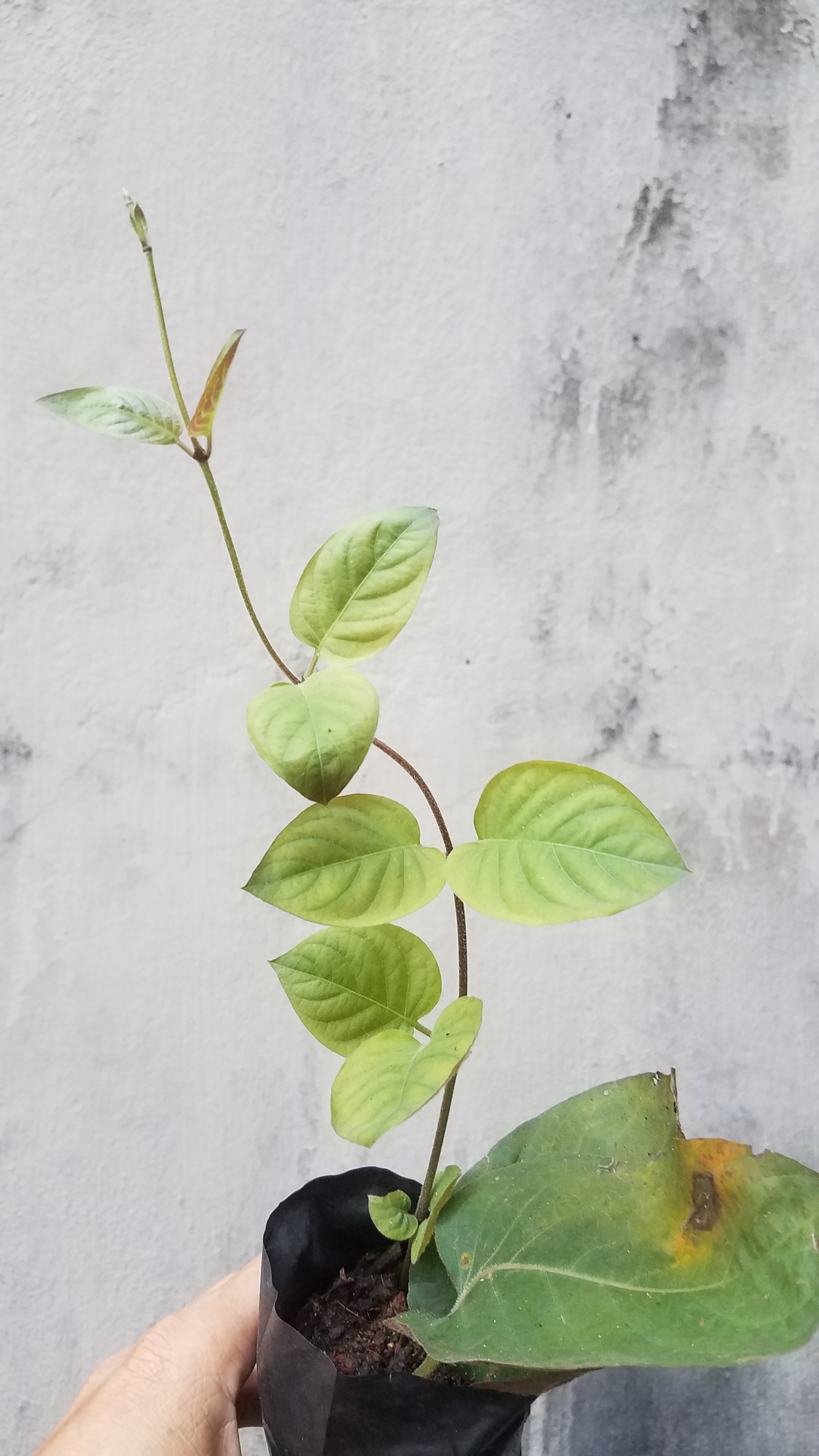 Cây mơ lông