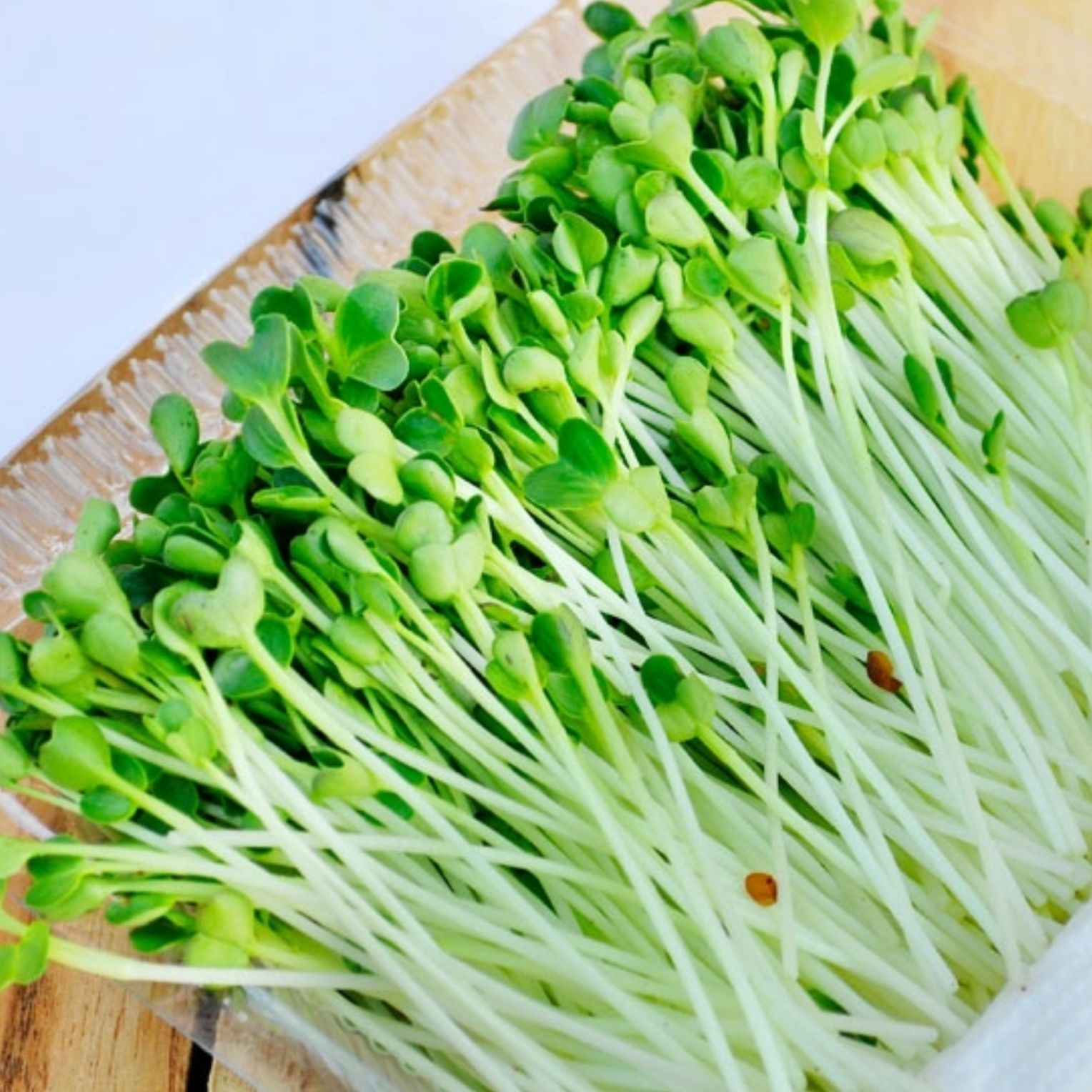 [HCM]Hạt giống cải mầm - Sprouting radish gói 30gr