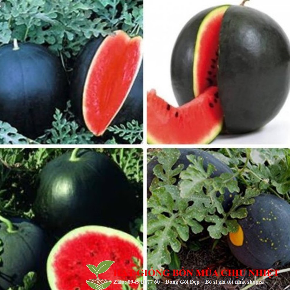 MJ130 Hạt giống dưa hấu đen ruột đỏ 10 hạt