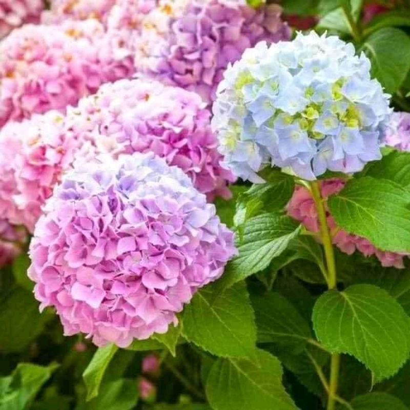 cây cẩm tú cầu bầu như ảnh