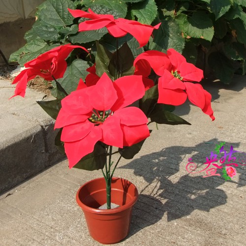 HOA TRẠNG NGUYÊN CÂY LỚN 5 BÔNG CÂY LIZ28