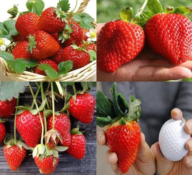 Hạt giống dâu tây đỏ khổng lồ ( 50 hạt/Kèm gói kích thích hạt nảy mầm )