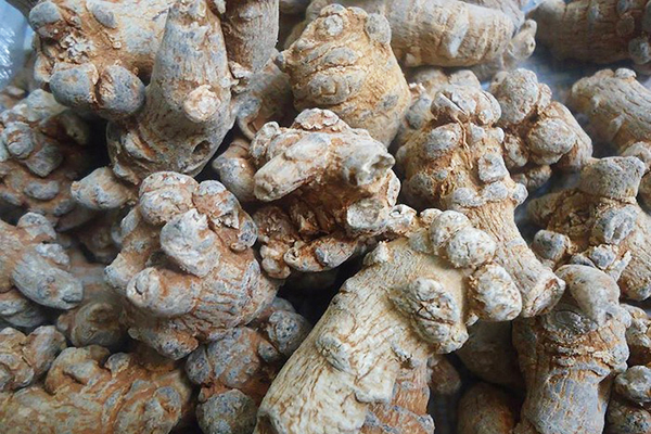 Củ tam thất khô bắc 100g - loại 6 củ/100g