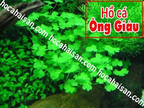[HCM]Hạt giống thủy sinh (Cây cỏ may mắn)