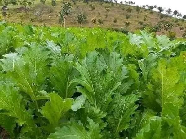 Hạt giống rau cải mèo 10gr