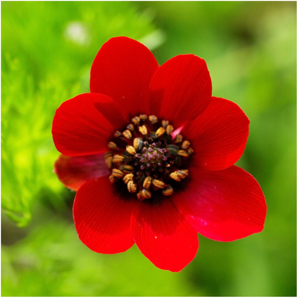"Gói 100 "Hạt giống hoa Uyển hồng [Seeds]