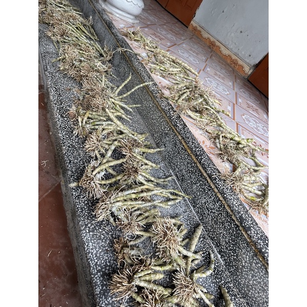 LAN TRẦM RỒNG ĐỎ CỰC ĐẸP