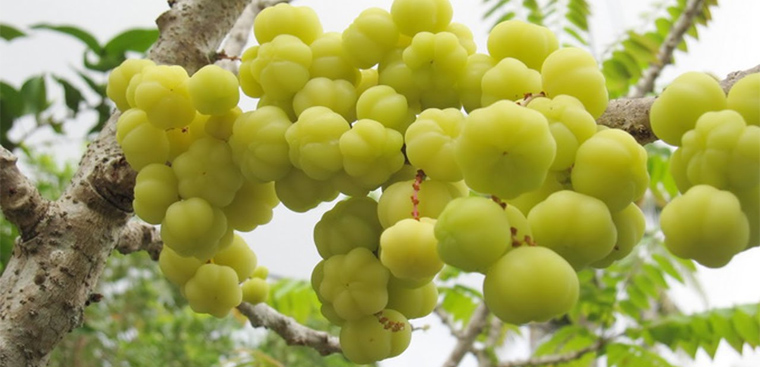 Cây giống Chùm Ruột Chua siêu Trái ( Cây khỏe , bầu sơ dừa như hình).