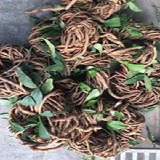 1kg sâm xuyên đá