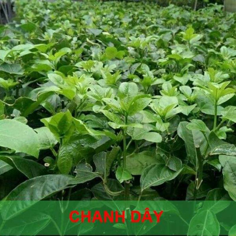 CÂY GIỐNG CHANH DÂY VÀNG nhật bản (3 tháng cho trái) (cây giống có bảo hành )