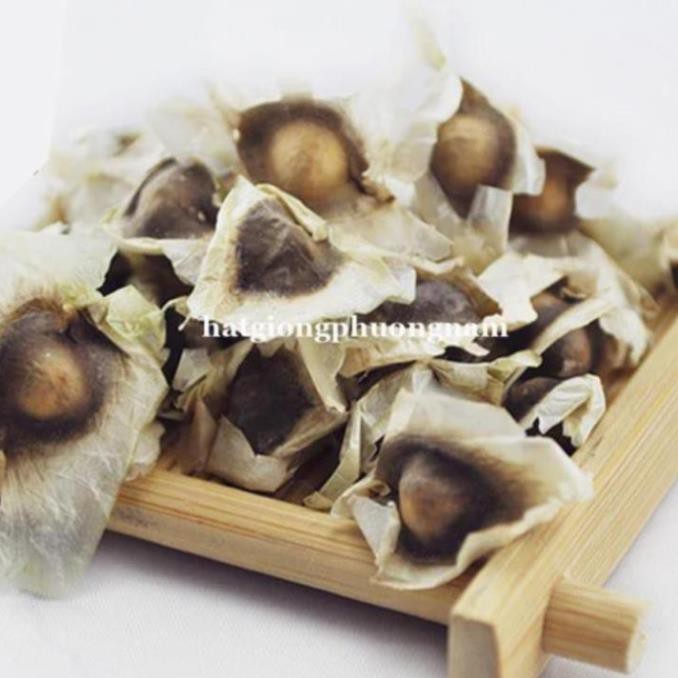 NEW- 50H - HẠT GIỐNG RAU CHÙM NGÂY