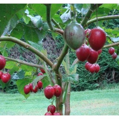 Hạt giống cà chua thân gỗ - 10 hạt