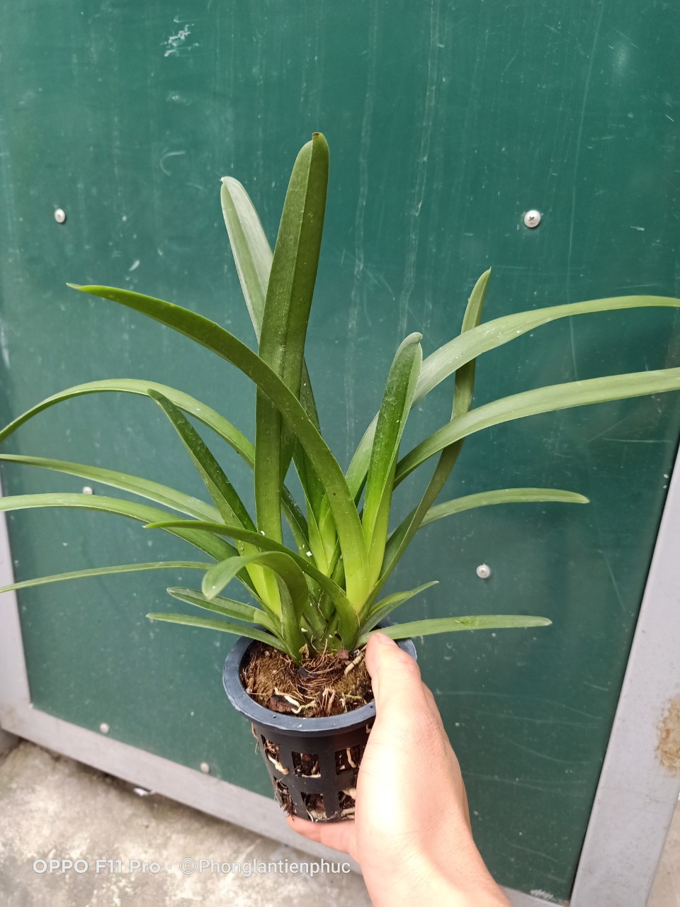 Hoàng Long Thái cây mẹ bản lá Khủng 7cm