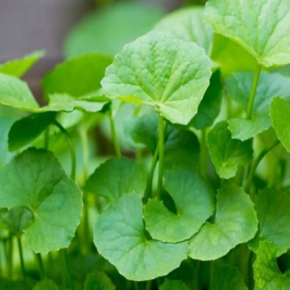 Hạt Giống Rau Má Lá To 1gr