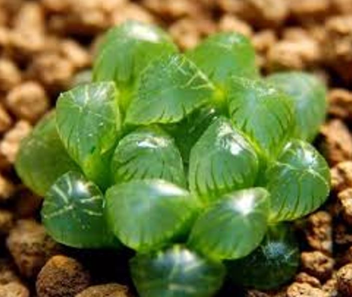 Sen đá kim cương đà lạt