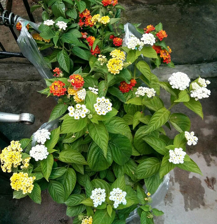 COM BO 3 CÂY HOA NGŨ SẮC RỦ GIỐNG