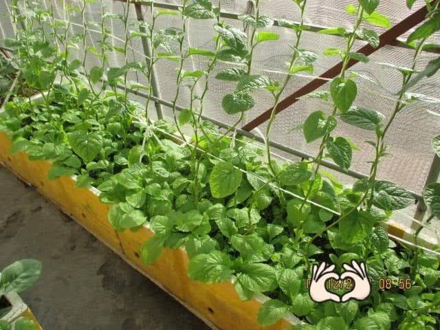 [HCM]Hạt giống mồng tơi dây leo