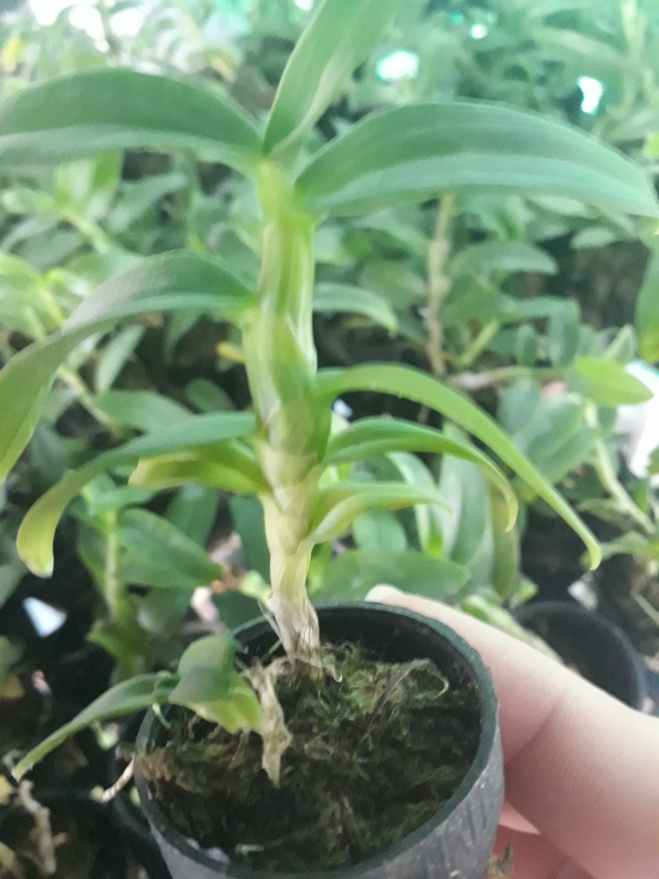 Phi điệp 5ct mắt nai hòa bình